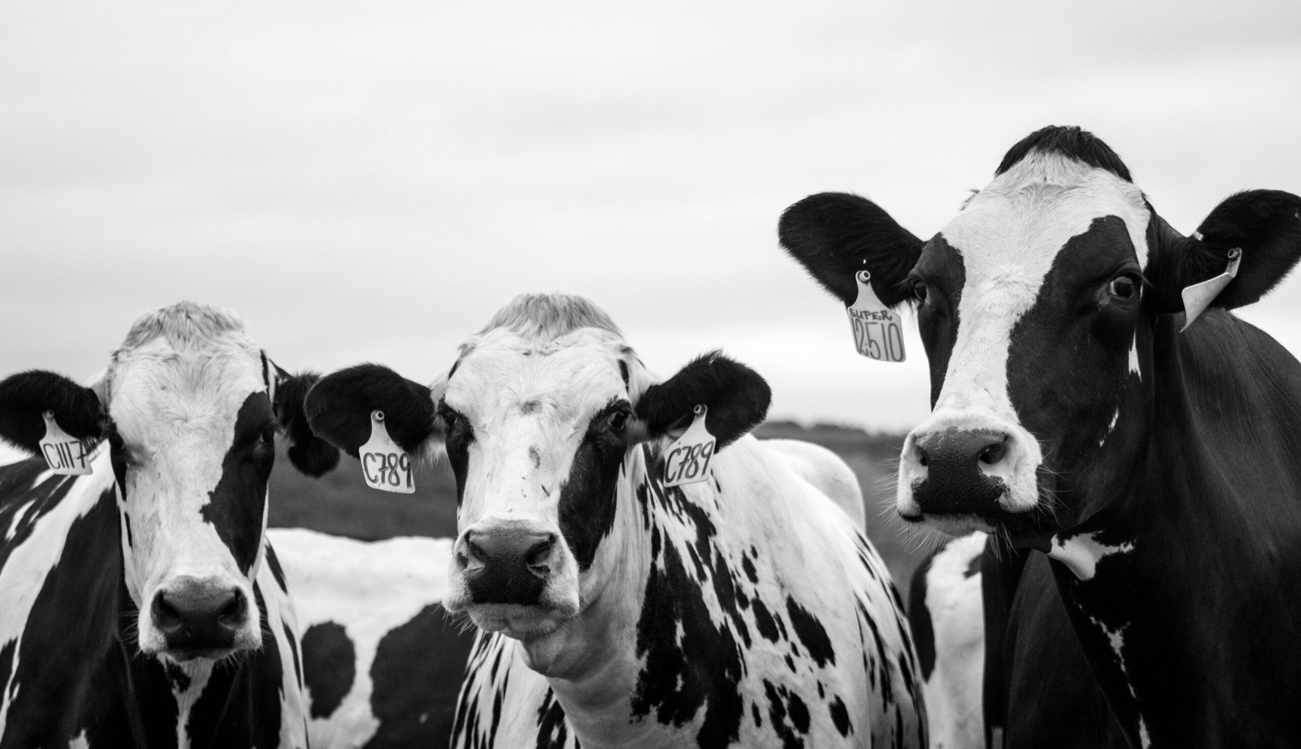 Vacas en blanco y negro con etiquetas