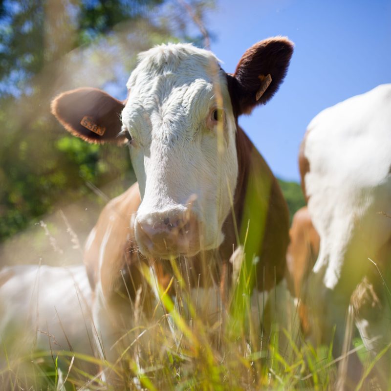 Rebaño de vacas Rebaño de vacas y una mirando a cámara